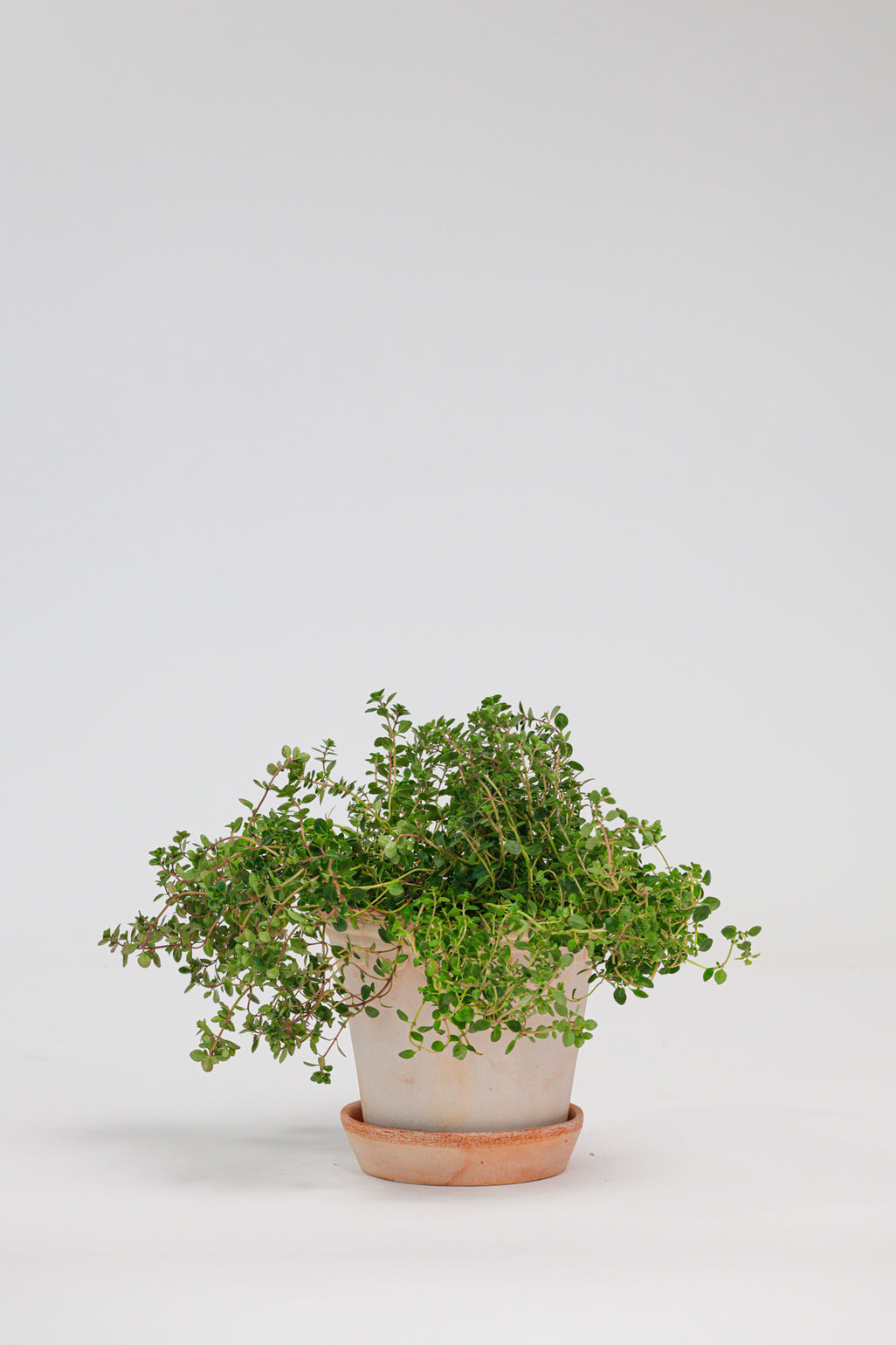 products/SotoProductShootLowQ-1728.jpg